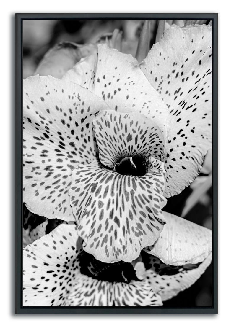 Framed metal print black and white flower photograph spotted lily Belle Noir Collection Feature Image
