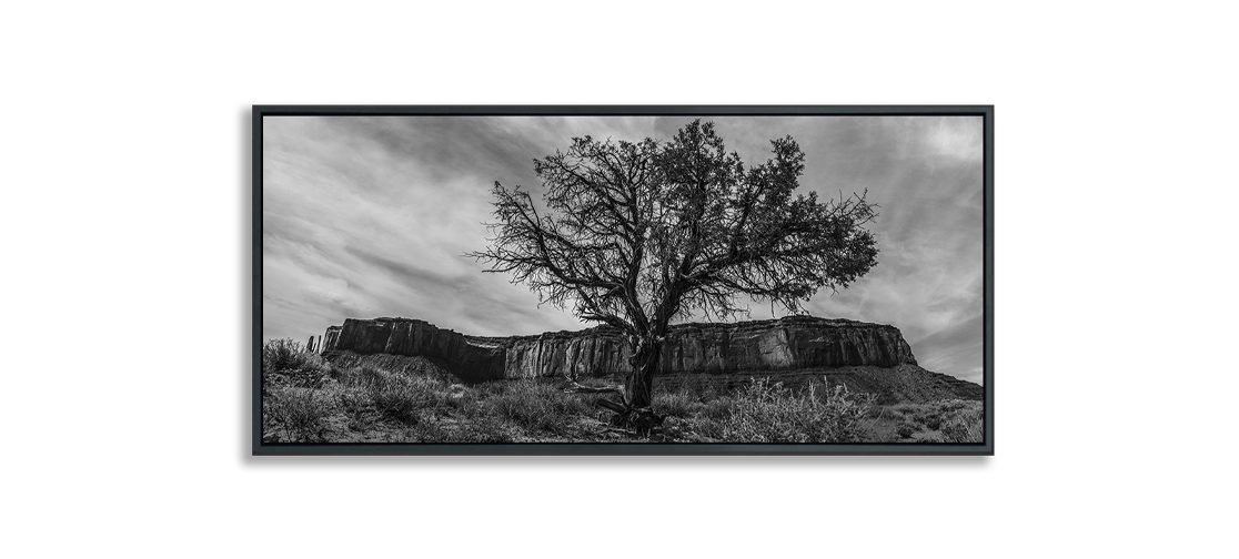 Monument Valley desert tree standing in front of butte black and white fine art photograph