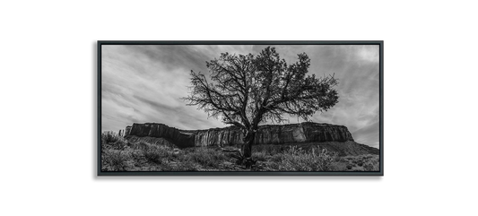 Monument Valley desert tree standing in front of butte black and white fine art photograph