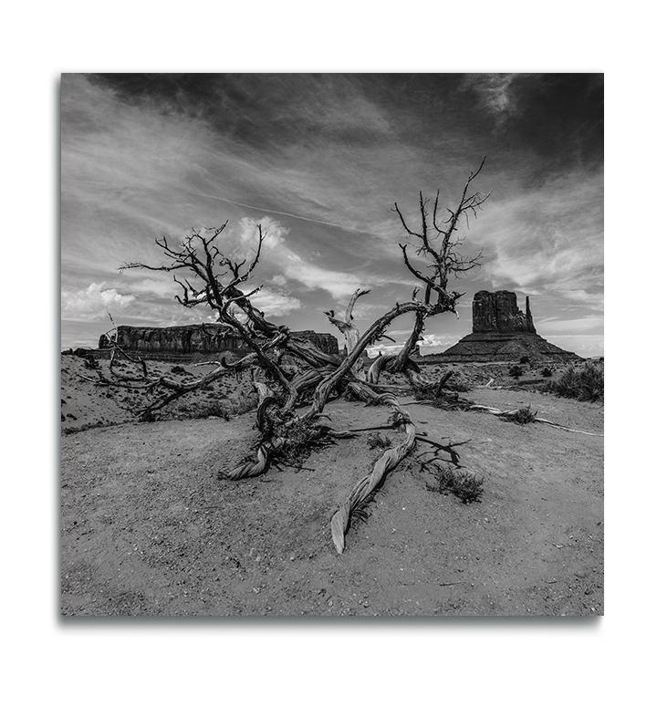 Monument Valley Square black and white fine art print weathered dried tree in foreground desert buttes behind