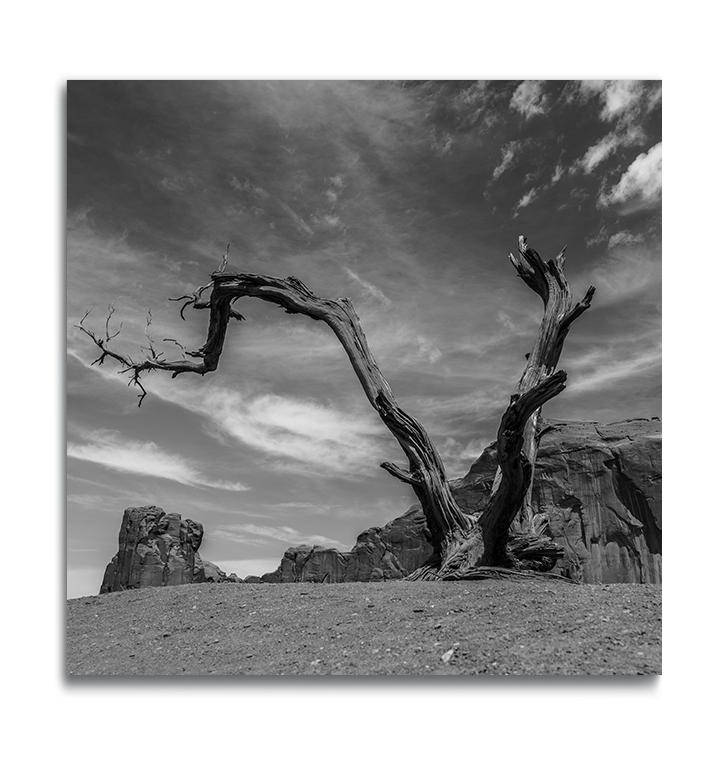 Monument Valley Desert Tree Fine Art black and white square metal print rock ridges in background