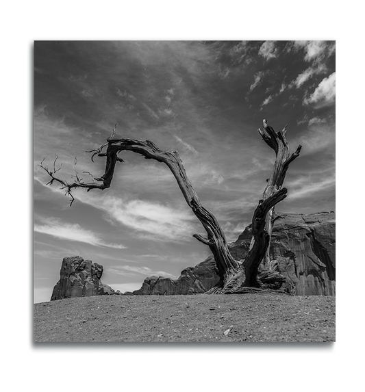 Monument Valley Desert Tree Fine Art black and white square metal print rock ridges in background