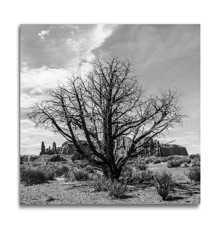 Monument Valley Desert Tree Fine Art Square Metal Print rock ridge and Three Sisters in background