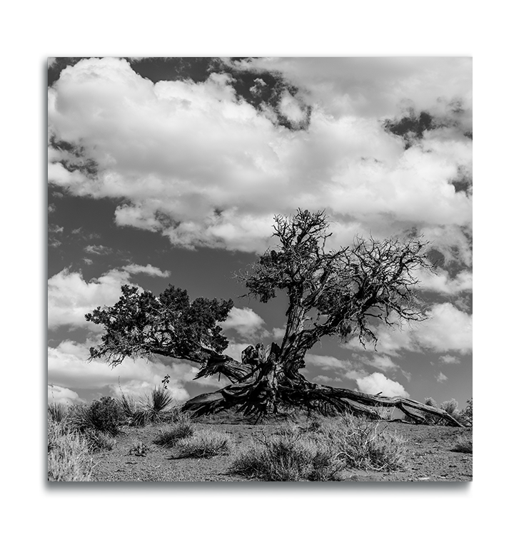 Monument Valley Desert Tree Fine Art Metallic Square Print white clouds in background sagebrush in foreground