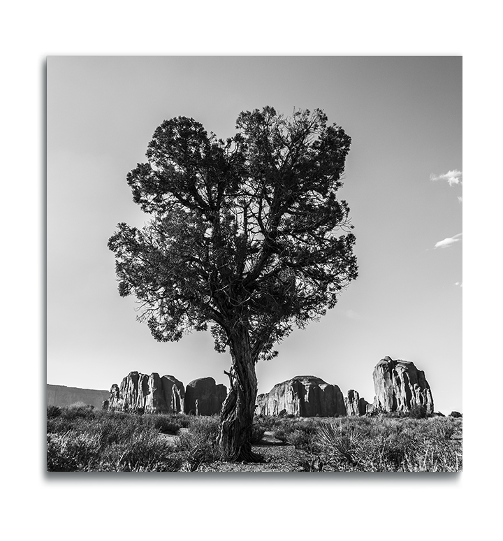 Monument Valley Fine Art Square Metal Print Desert Tree standing tall in foreground rock ridge in background