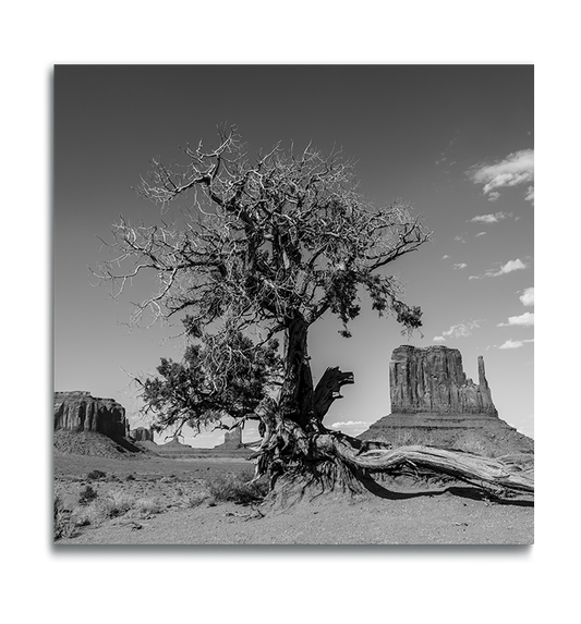 Monument Valley Fine Art Square Metallic Print dried desert tree with buttes in background