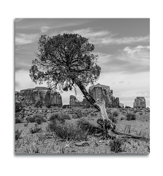 Monument Valley Black and White Square Metal Print Desert Tree leaning in foreground rock ridges and buttes in background