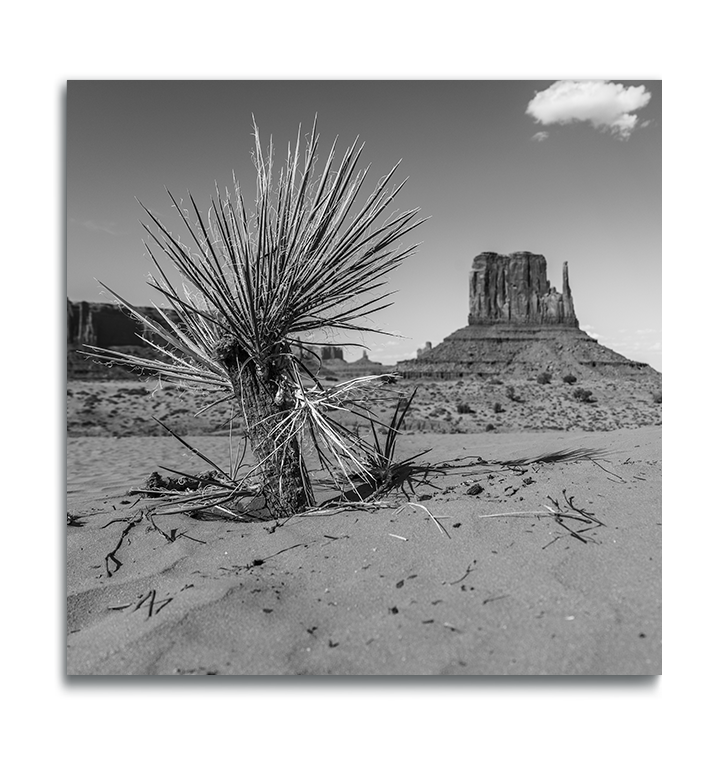 Monument Valley Black and White Square Metallic Print dried desert succulent in foreground iconic butte in background single white cloud above