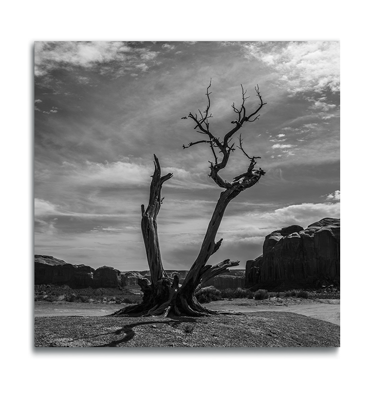 Monument Valley Black and White Fine Art Square Metallic Print dried desert tree trunks in foreground against dramatic cloud covered sky with rock ridges in background