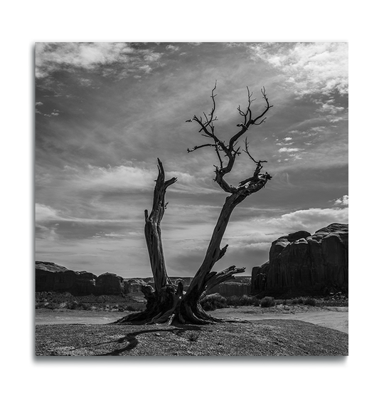 Monument Valley Black and White Fine Art Square Metallic Print dried desert tree trunks in foreground against dramatic cloud covered sky with rock ridges in background