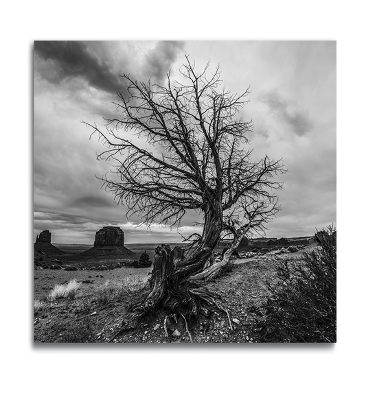 Monument Valley Black and White Square Metal Print dried desert tree curving against cloud covered sky iconic buttes in background