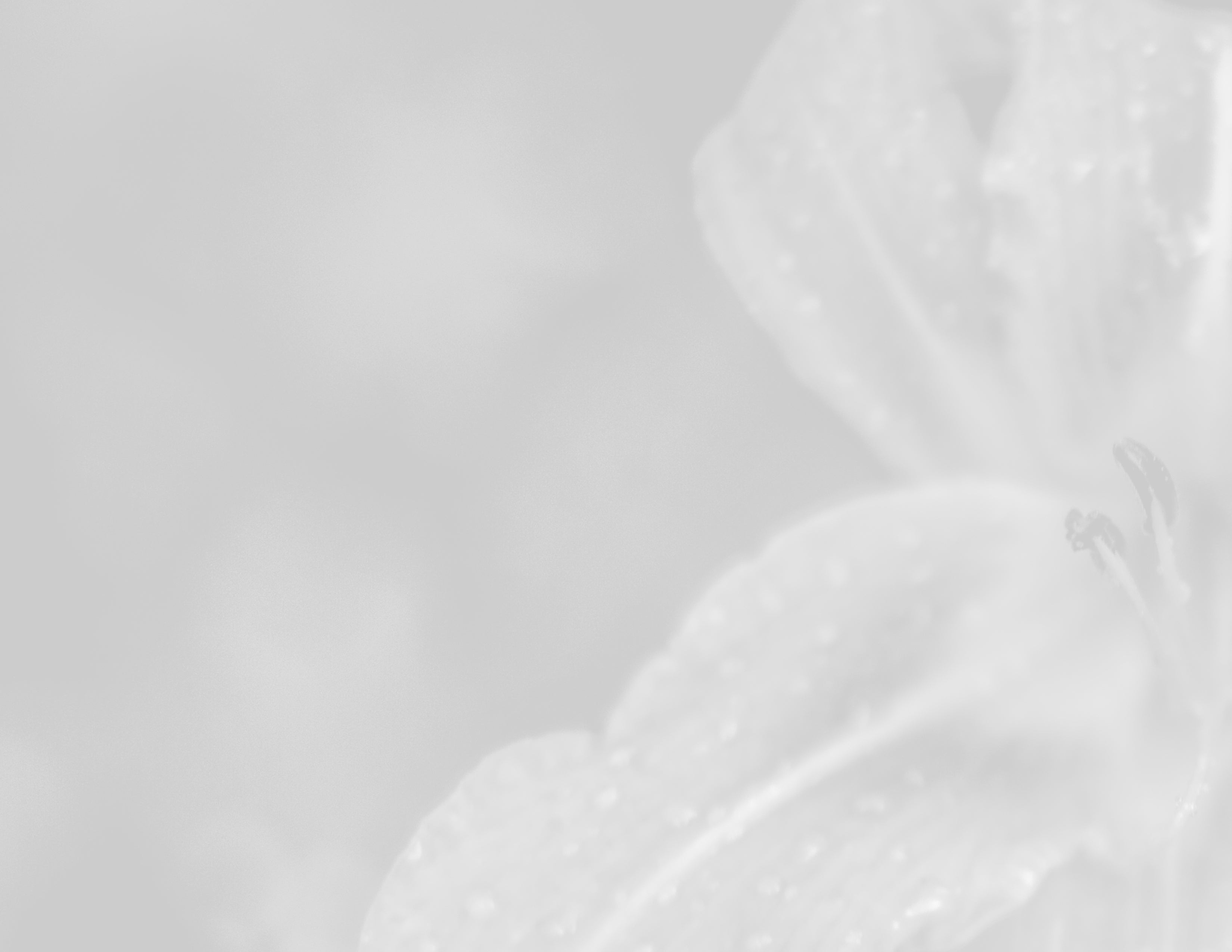 Black and white macro flower closeup daylily