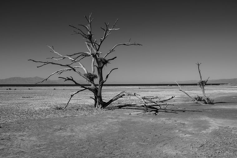 Fine art black and white photograph dying tree with birds nests in branches near Salton Sea by Mark Maryanovich