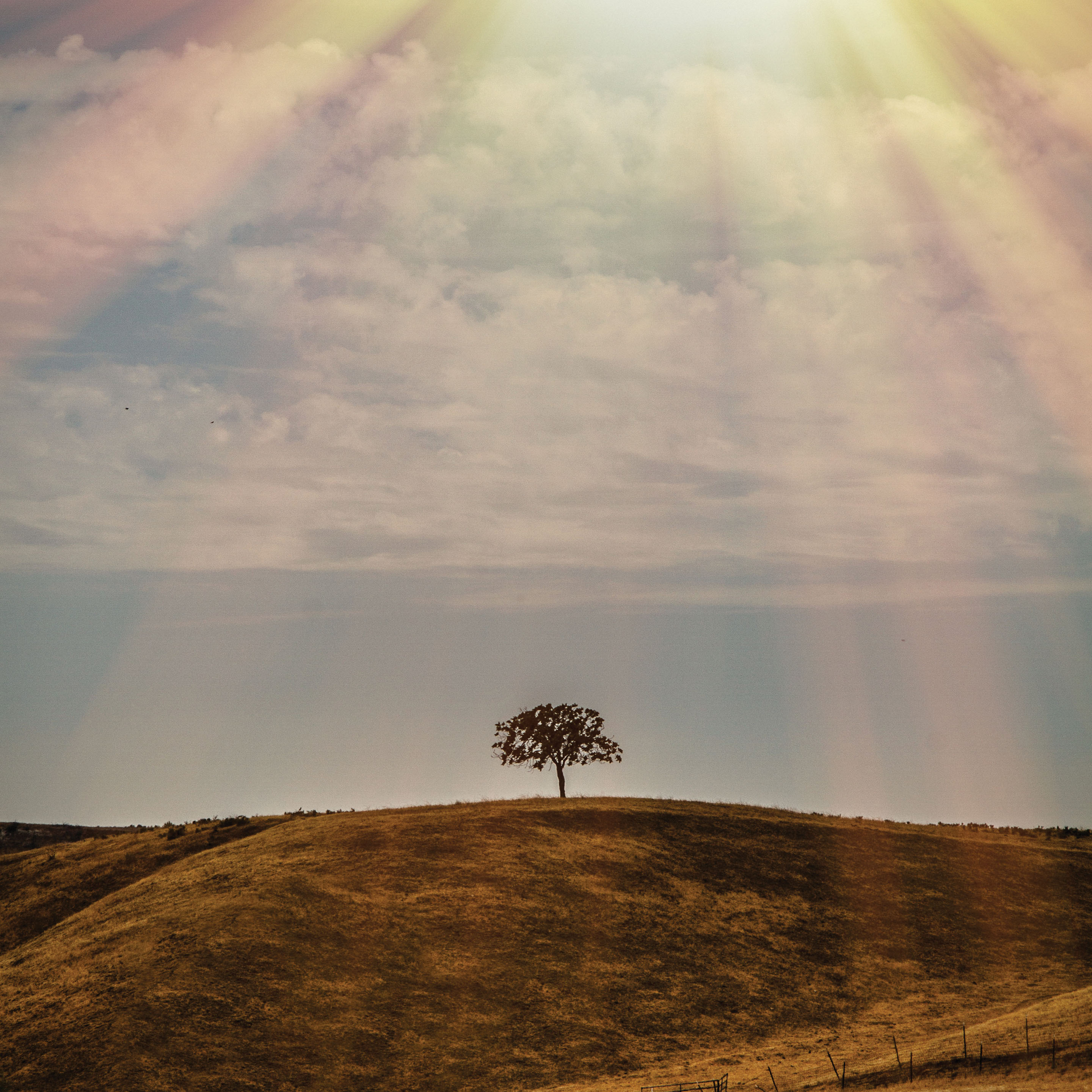 Fine art photography commission tiny tree perched on rolling hills beneath blue sky with white clouds and rays of sunshine