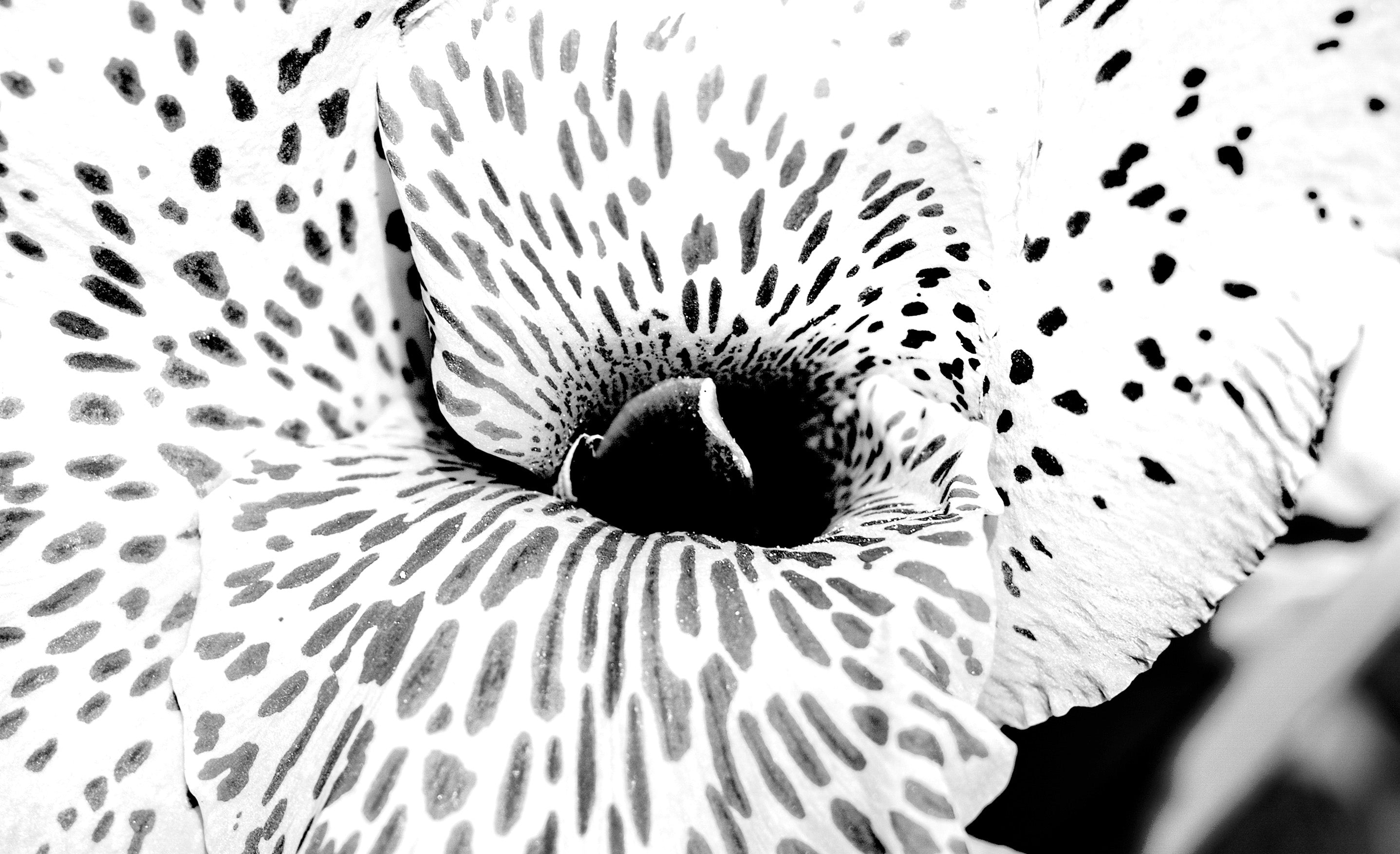 Flower wall decor fine art photograph black and white spotted lily closeup