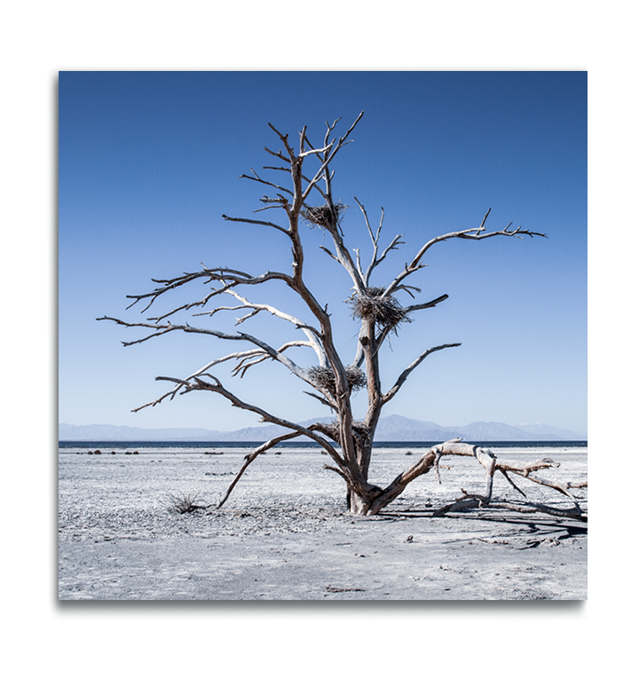 Fine Art color print on metal dried desert tree with birds nests