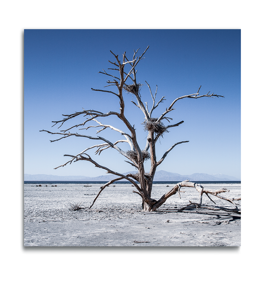 Fine Art color print on metal dried desert tree with birds nests