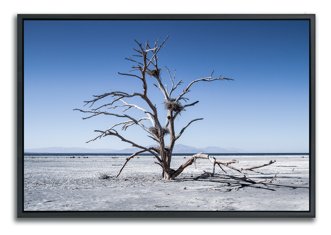 Dried desert tree with bird nests fine art photographic print in colour