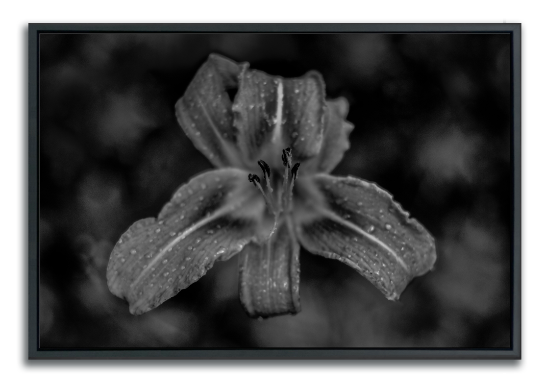 Fine art aluminum print black and white photograph closeup of daylily