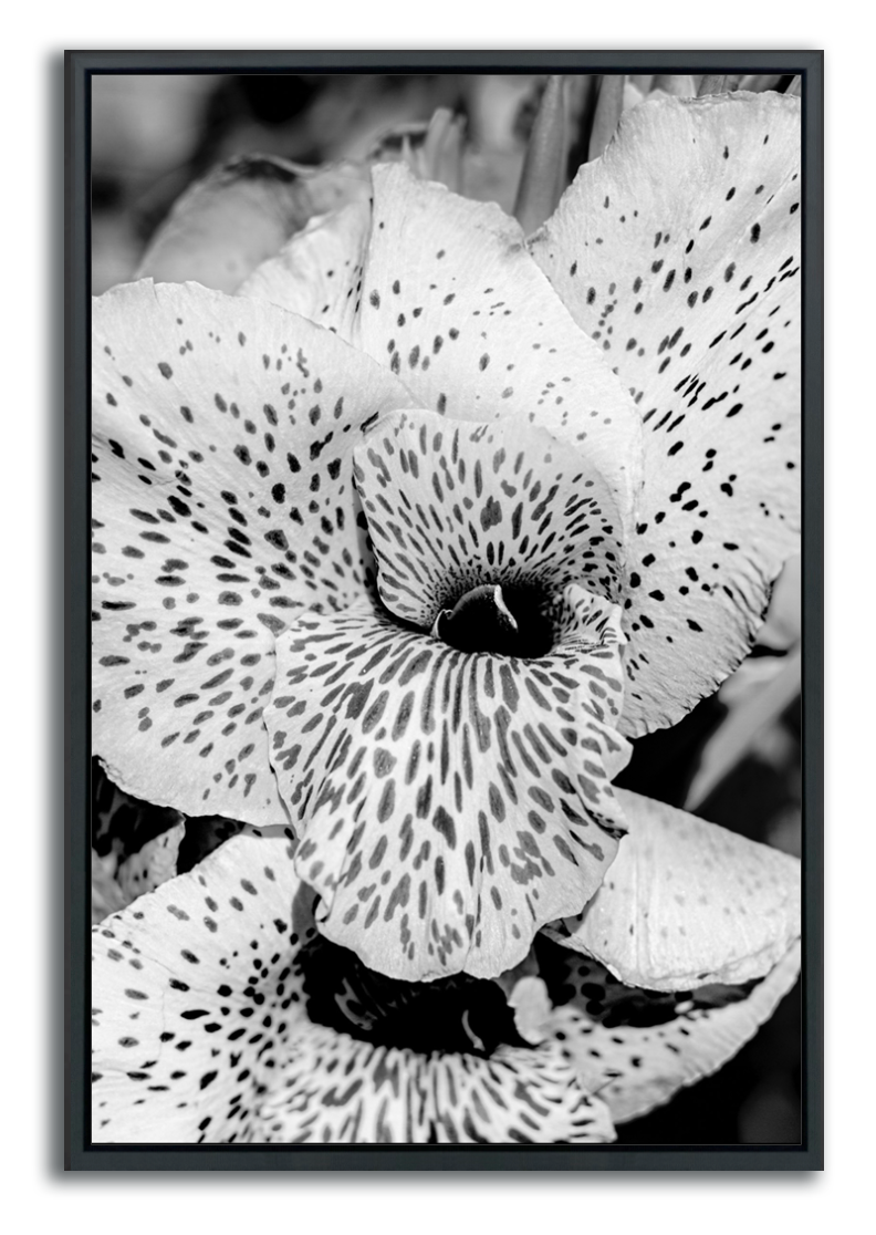 Black and white flower print framed closeup spotted lily