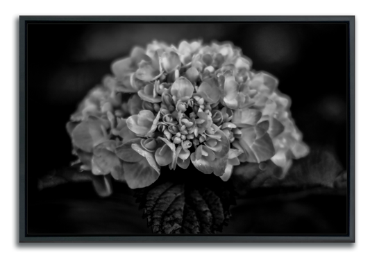 Black and white flower art photography closeup of hydrangeas using depth of field