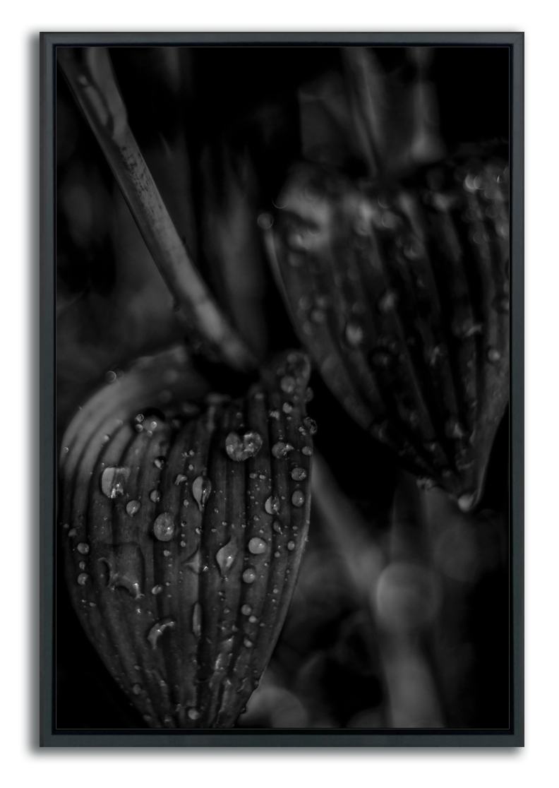 Botanical fine art framed photograph black and white closeup rain drops on leaves