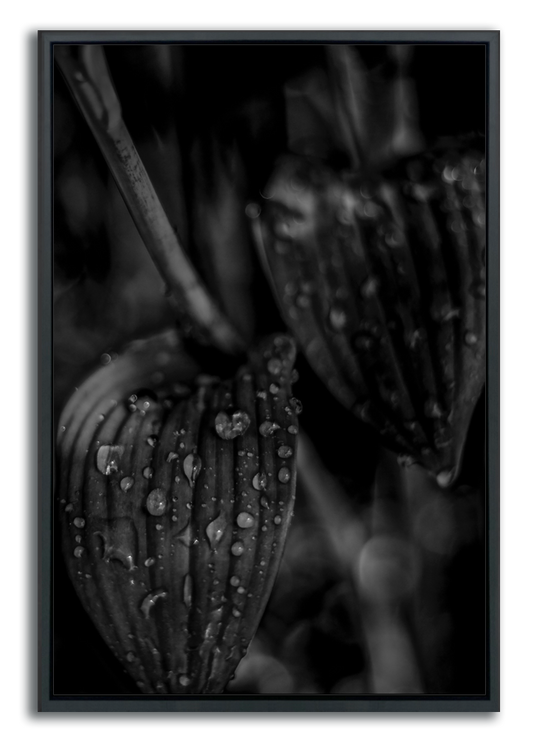 Botanical fine art framed photograph black and white closeup rain drops on leaves