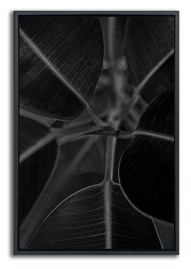 Metal print botanical wall art framed black and white photograph closeup leaves growing from stem