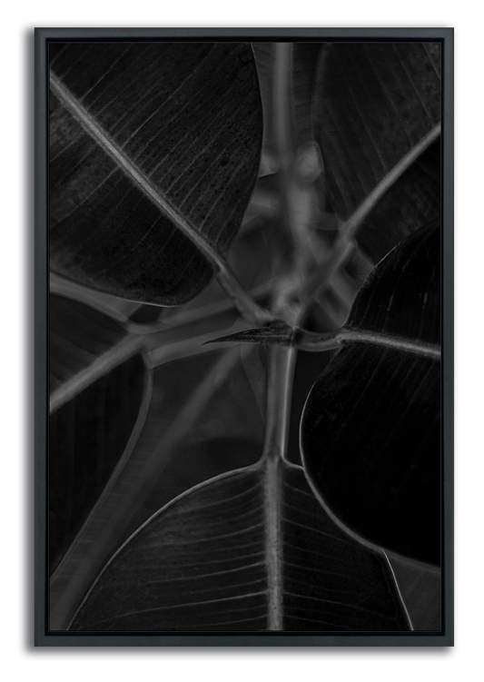 Metal print botanical wall art framed black and white photograph closeup leaves growing from stem