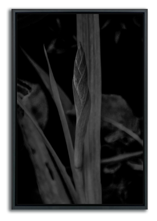 Fine art botanical framed print black and white leaf blade