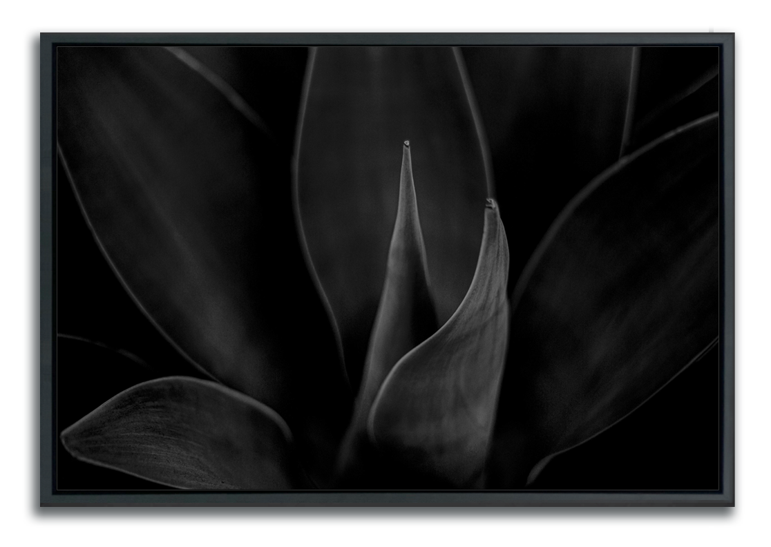 Fine art metal print black and white photograph closeup of succulent