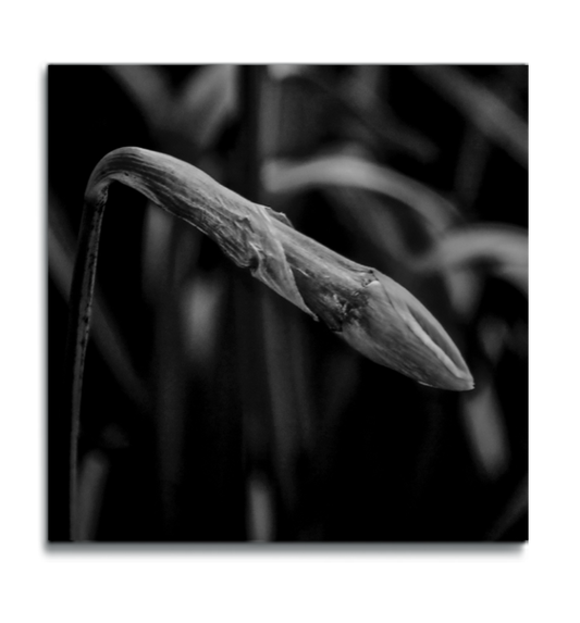 Macro flower square metal print black and white photograph flower bud