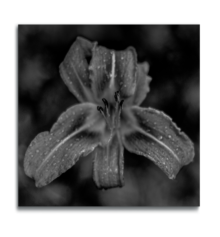 Flower wall art black and white photograph closeup daylily