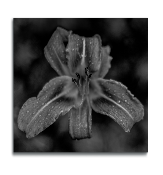 Flower wall art black and white photograph closeup daylily