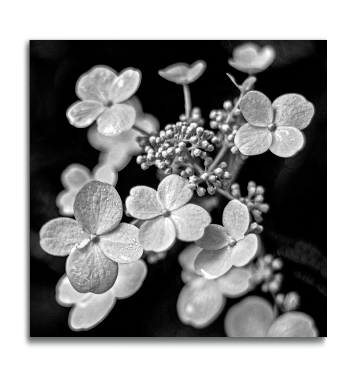 Square metal print black and white macro floral photograph cluster of tiny white flowers