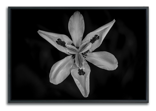 Flower photograph framed print black and white closeup fortnight lily