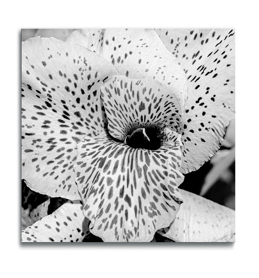 Floral square metal wall decor black and white photograph spotted lily