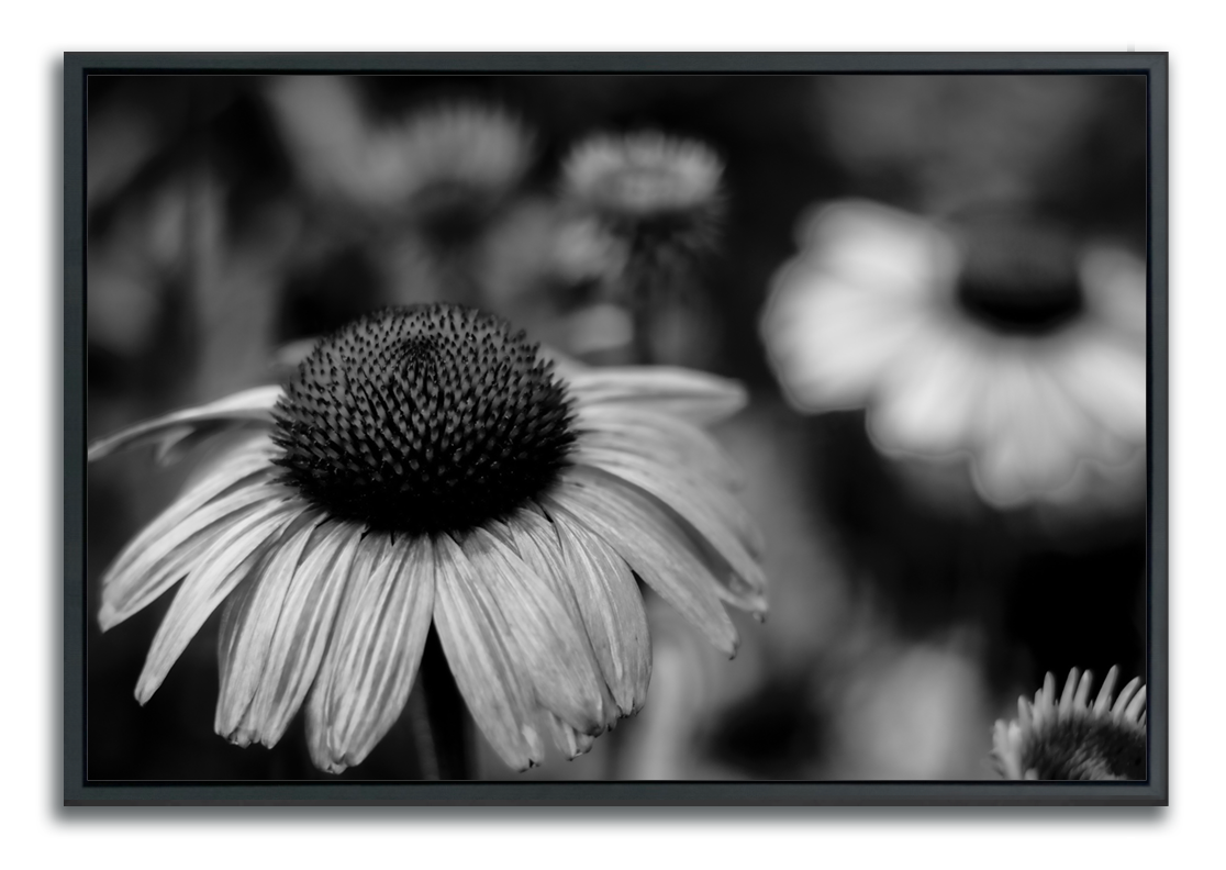 Flowers wall art framed black and white macro photograph echinacea cone flower in foreground