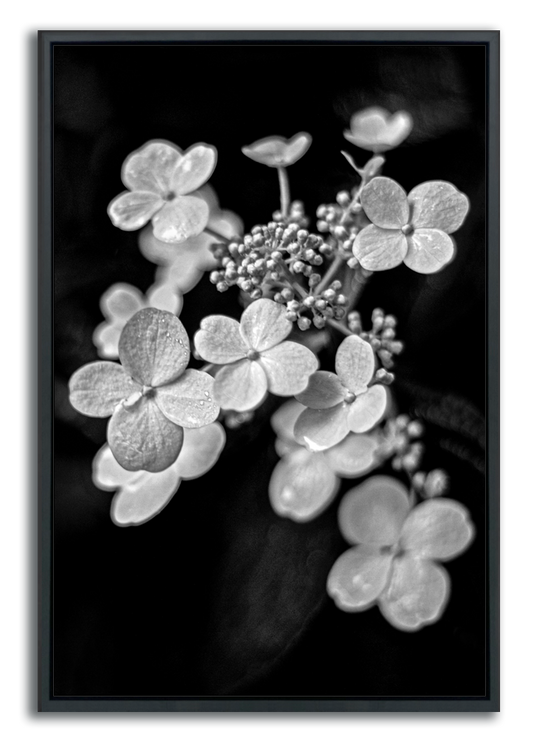 Framed fine art flower print black and white closeup tiny white flowers