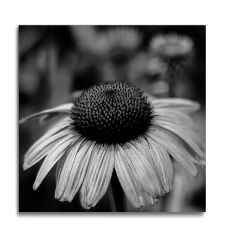 Floral square metal wall decor black and white photograph echinacea cone flower