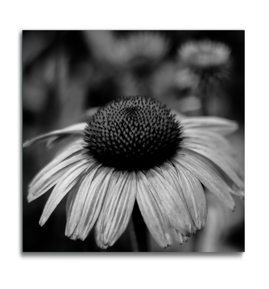 Floral square metal wall decor black and white photograph echinacea cone flower