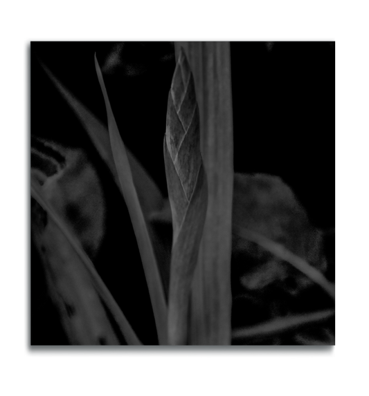 Botanical print square metal photograph flower stem black and white