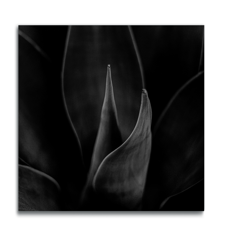 Cactus botanical print black and white photograph agave leaves