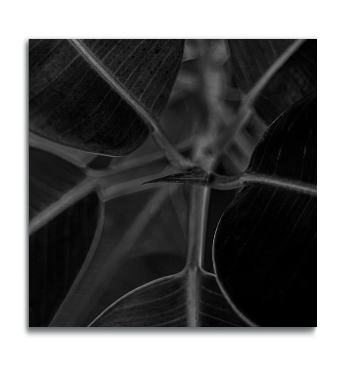 Metal print macro botanical leaf photograph black and white 
