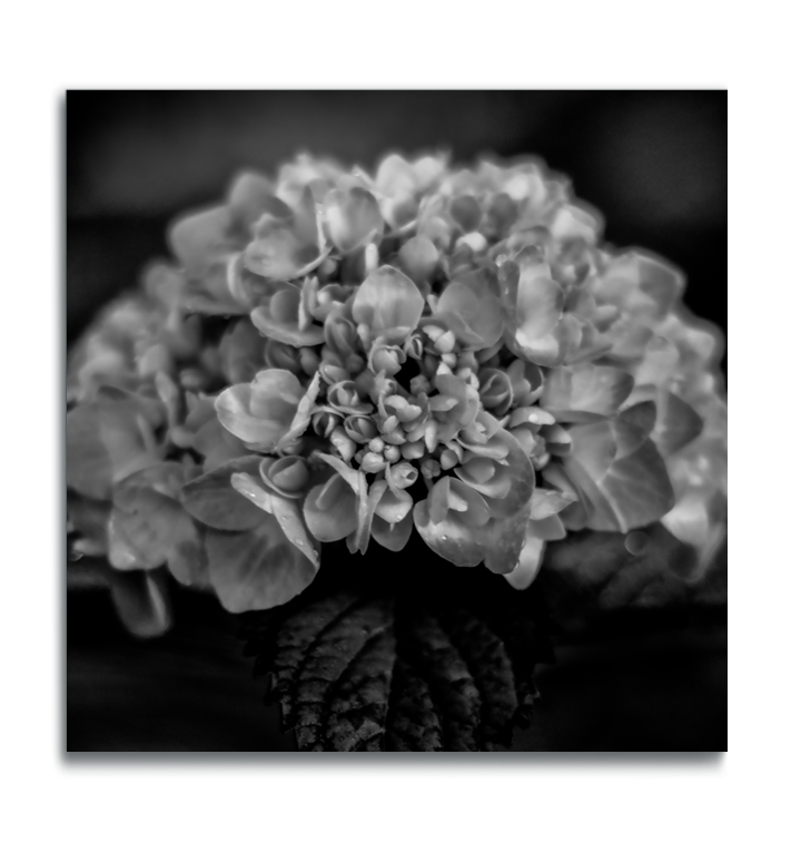 Macro flower print black and white photograph hydrangea