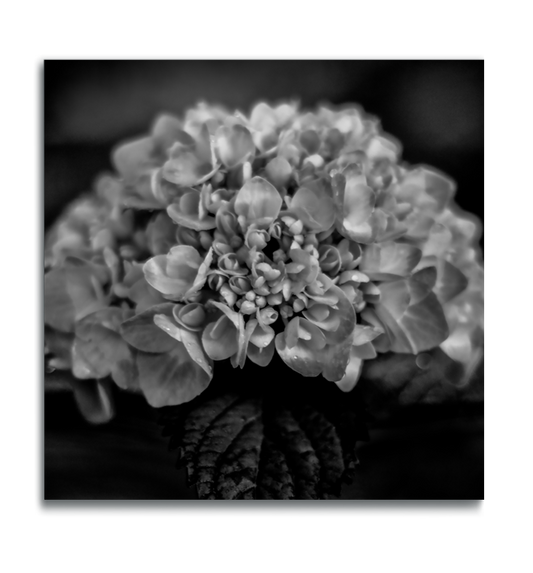 Macro flower print black and white photograph hydrangea