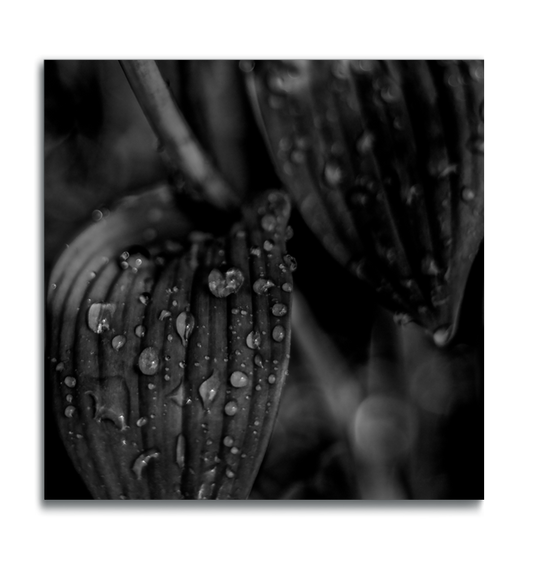 Botanical print square metal macro black and white photograph raindrops on leaves