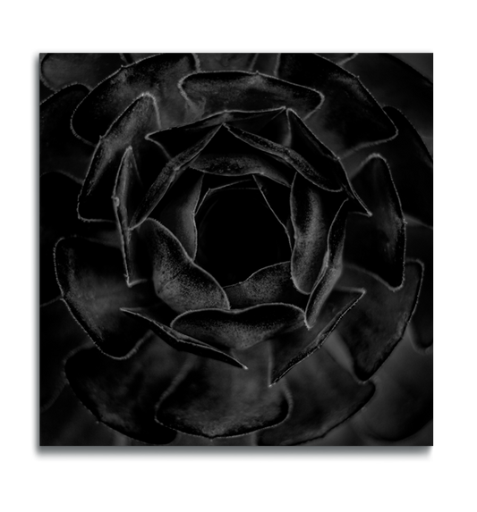 Square metal print macro botanical photograph black and white blue rose echeveria imbricata